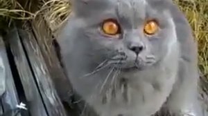 Говорящий кот ругается матом Смешно и плакать хочется