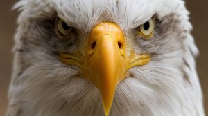 "Орел" - ритмическая баллада придуманная мной в 2022 г.