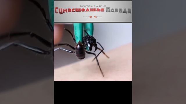 Топ 5 опасных насекомых. Муравей пуля.