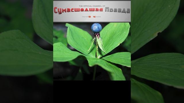 Топ самых опасных растений. 3 место.