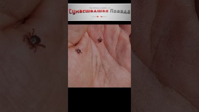 Опасности, поджидающие на шашлыках. №2. #шашлыки#опасность#клещи#интересно#познавательно#поджидает#