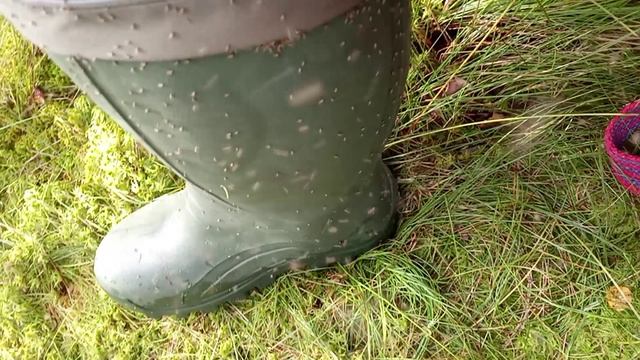 Количество мошек Midges on boots