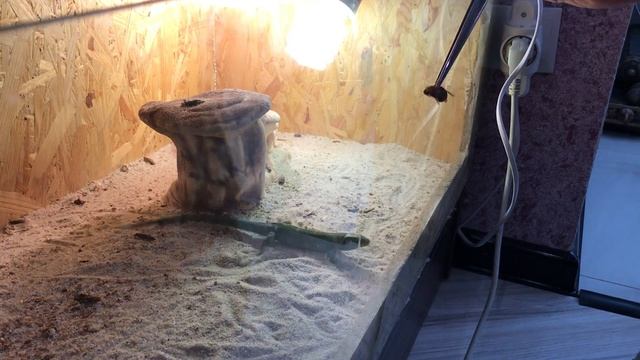 Кормление Ящерицы смотреть онлайн