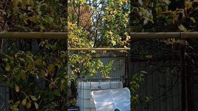 Осенний вайб. На само деле всё еще страшнее Но результат того стоит!  #обливания #зож #моржевение смотреть онлайн