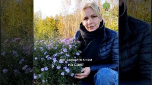 Астры – прекрасные цветы. Из нагего питомника "Дивный сад"