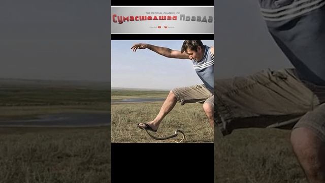 Опасности поджидающие на шашлыках. №6#опасно#шашлыки#интересно#познавательно#поджидает
