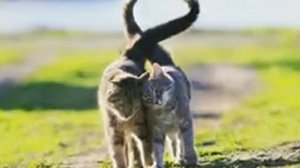 Топ 3 удивительных фактов о животных#топ#интересно#удивительно#животные#факты#познавательно
