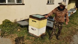 500+ Метод содержания двух семей в одном улье.