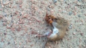 ШЕРШЕНЬ ПРОТИВ МЫШИ / HORNET VS MOUSE - БИТВА ЗА ЖИЗНЬ...