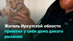 Житель Иркутской области приютил у себя дома дикого рысенка