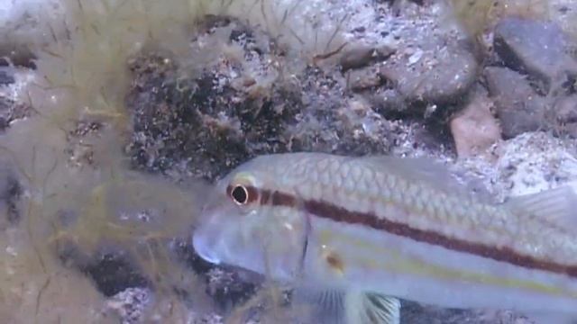 БАРАБУЛЬКА СУЛТАНКА. О чём молчат рыбы 21