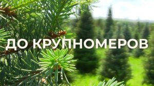 ЮГ-ЛЕС предлагает САЖЕНЦЫ ХВОЙНЫХ ДЕРЕВЬЕВ