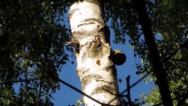 Желна кормление птенцов  часть-1