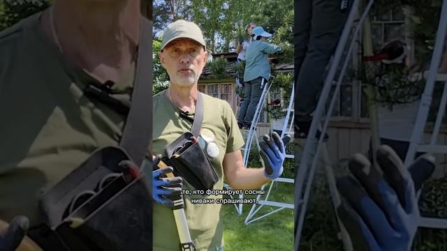 Что делать с пыльниками у сосны? (часть 1)