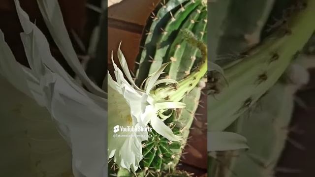 Шикарный отклик на мою заботу #жизненныеистории #результаты #энергетикачеловека #кактусы