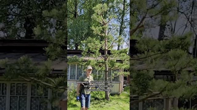 Формирование сосны. Итог