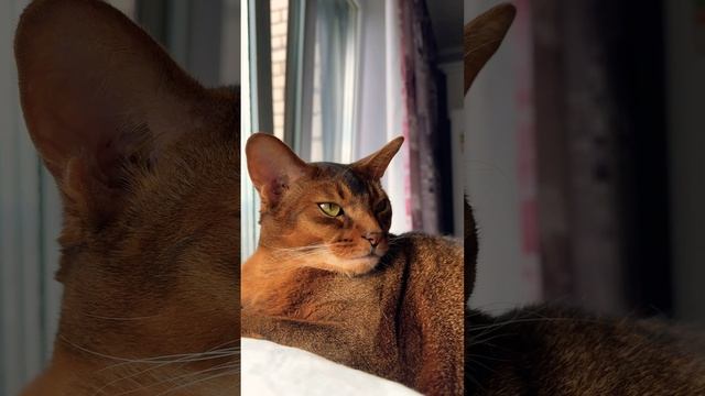 ОСТИН ❤️ #dreams #cat #catlover #кот #cute #умныйкот #котики #животные