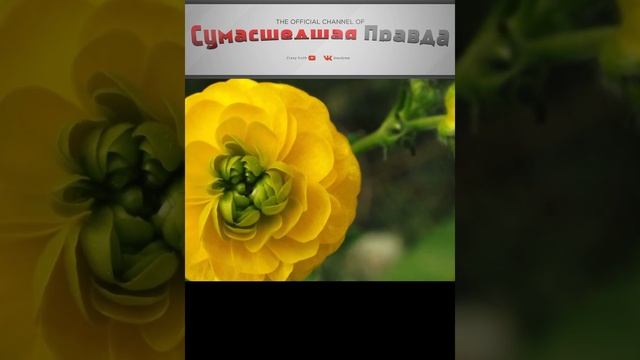 Топ самых опасных растений.  4  место.