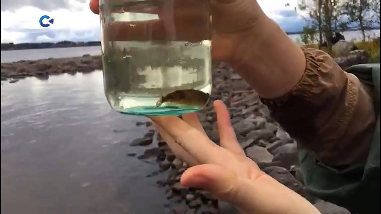 В Водлозерском национальном парке прошла новая исследовательская экспедиция