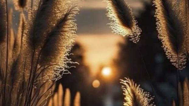 Доброй Ночи Сладких Снов! Пожелание Доброй Ночи - Спокойной ночи девушке #спокойнойночи #добройночи