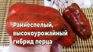 Раннеспелый, высокоурожайный гибрид сладкого перца.