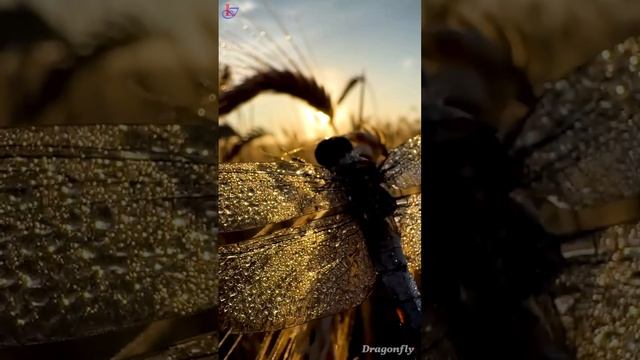 Dragonfly #rainmusic #livewallpaper #meditationmusic #music #midjourney