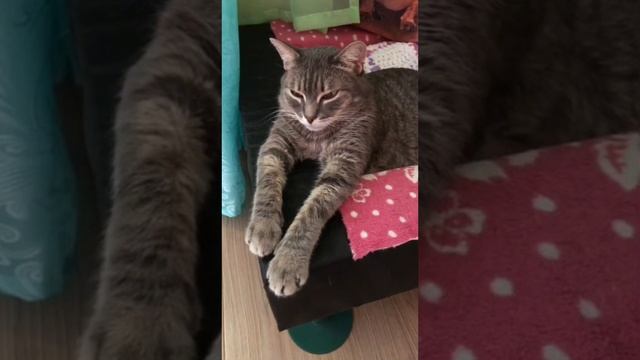 Крапивница