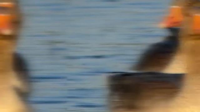 Greylag Goose - Grauwe Gans смотреть онлайн