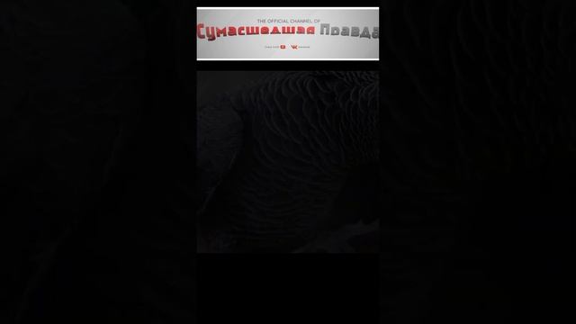 Топ 10 самых умных животных 5 место#животные#умные#интересно#познавательно#попугай#топ 10#самых##