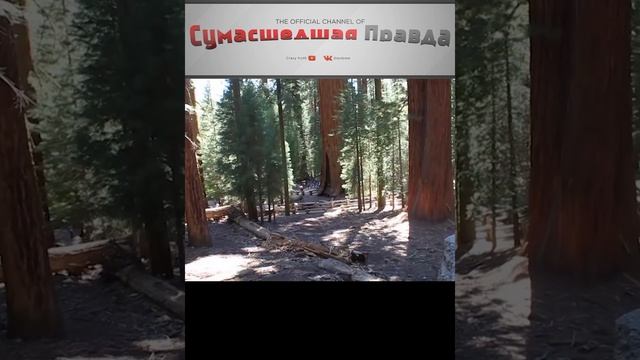 два самых больших дерева в мире . Дерево №2