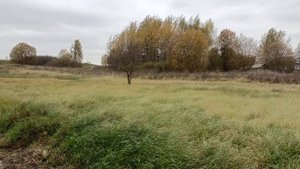 осеннее поле в Московской области 🍂