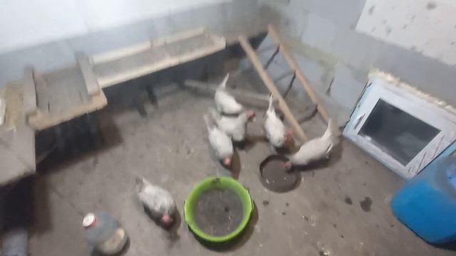 яйценоскость кур зимой! главные правила для хорошей яйценоскости кур!