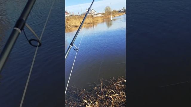 Уклейка на бомбарду. Дальний заброс в выход стаи и всё!