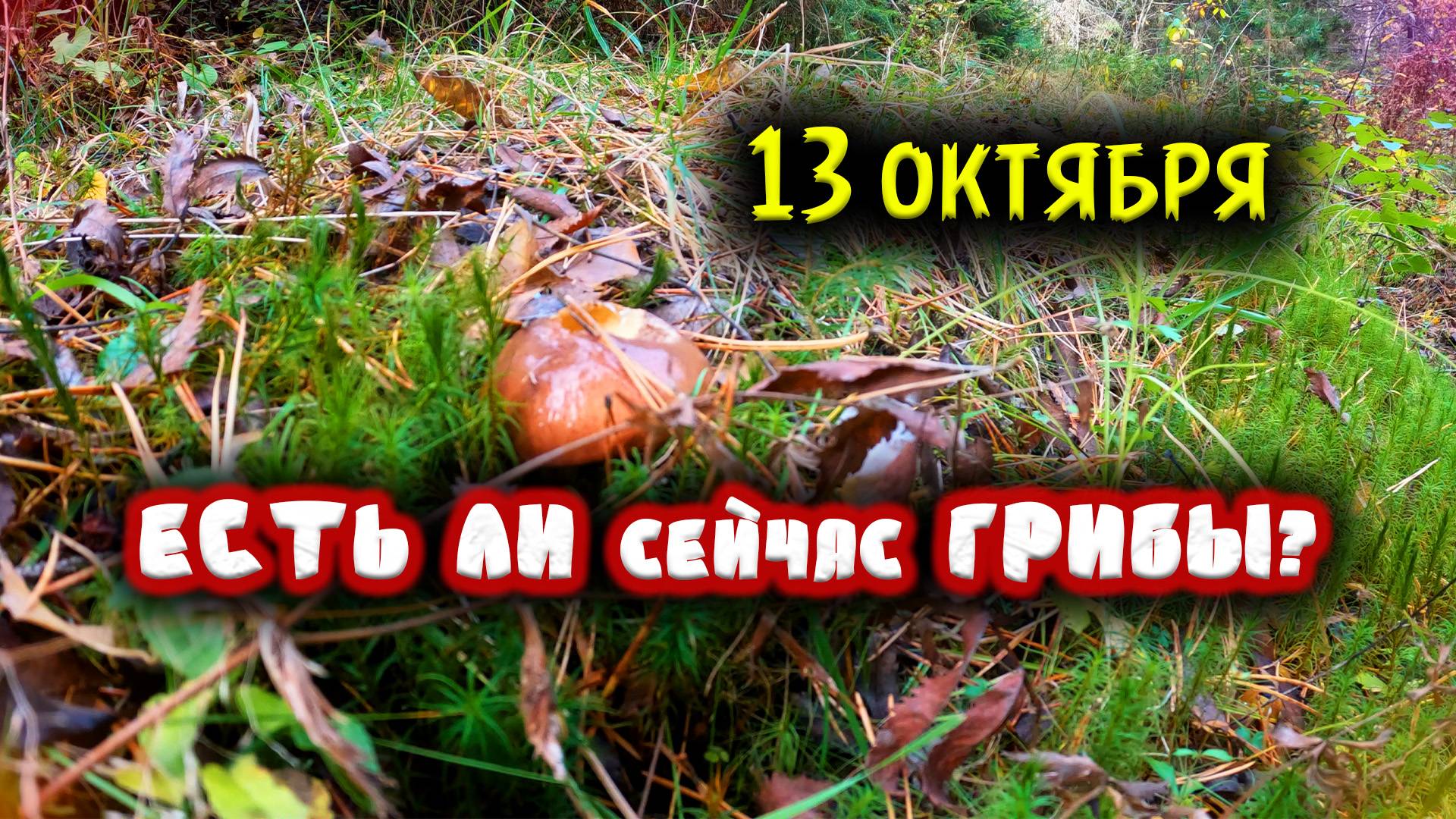 ЕСТЬ ЛИ СЕЙЧАС ГРИБЫ ?