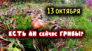 ЕСТЬ ЛИ СЕЙЧАС ГРИБЫ ?
