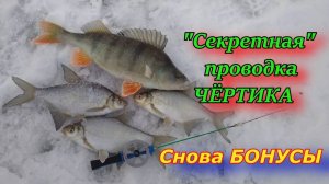 "Секретная" проводка чёртика. Снова КРУПНЫЕ окуни в прилове  !!!