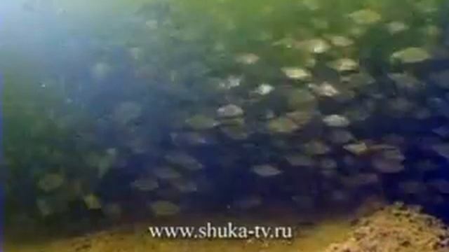 Большое подводное приключение