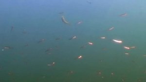ПОДВОДНЫЕ БАНКИ. О чём молчат рыбы.28