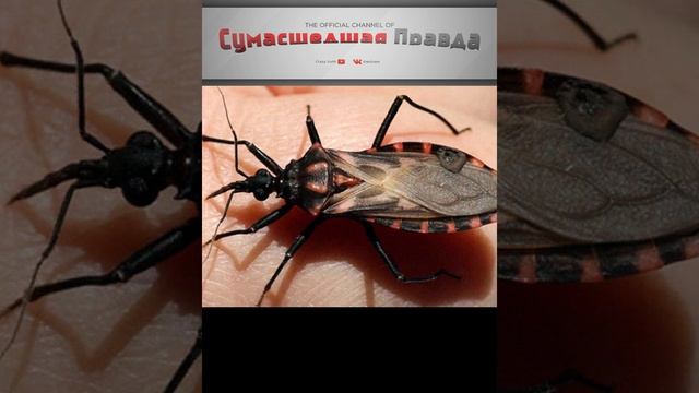 Топ 5 опасных насекомых. Жук поцелуй.