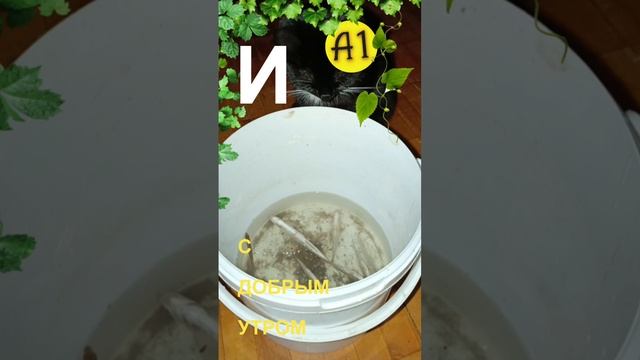 С добрым утром , СТРАНА