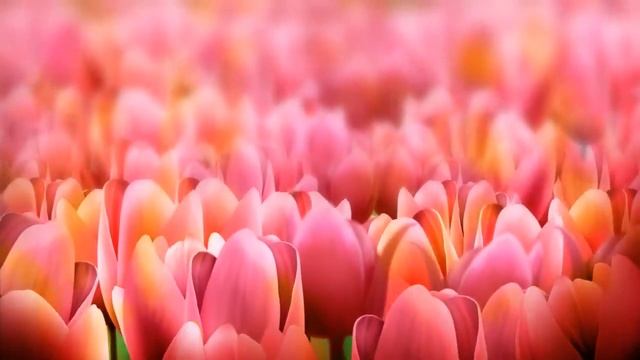 Футаж Тюльпаны смотреть онлайн