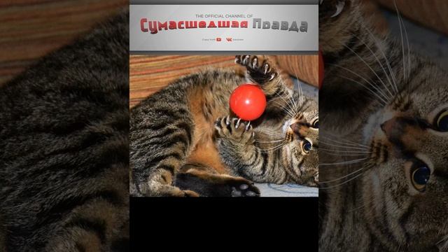 Почему коты спят с человеком? 4 5 причина