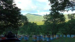 500+ Обработка от клеща муравьиной кислотой.