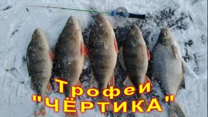 Чёртик. Трофейная рыбалка по первому льду.