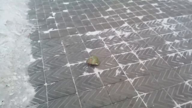 Страшный сон кавказцев смотреть онлайн