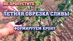 НЕ ОПОЗДАЙТЕ!!! Летняя обрезка СЛИВЫ ⧸продолжаем формировать крону
