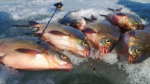 ВОТ ЭТО РЫБАЛКА !!! Здоровенные РЫБИНЫ не устояли пред чёртиком !!!