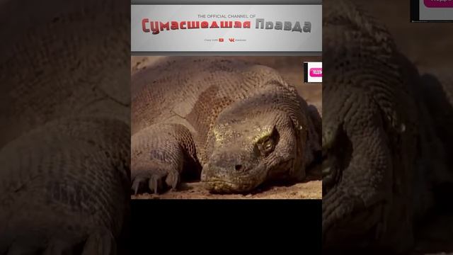 ЕСЛИ УКУСИТ ВАРАН ? ЧТО БУДЕТ?
