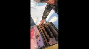 500+ Метод сверхранней выставки и состояние расплода спустя 20 и 30 дней.