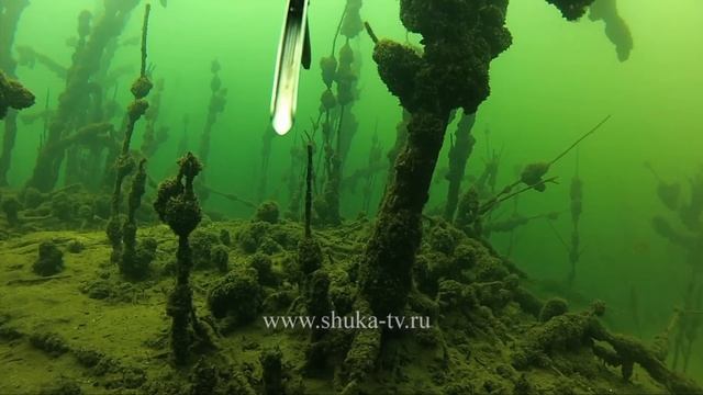 Подводная охота осенью